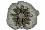 Jurassic Club Urchin (Caenocidaris) - Boulemane, Morocco #366920-1